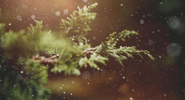 L’étude d’avocats Trümpy à Lausanne et à Echallens vous souhaite de joyeuses fêtes de fin d&rsquo;année !